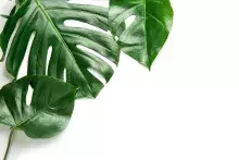 Monstera Leaf