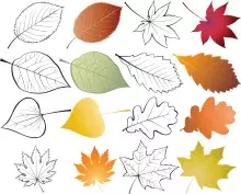 set of leaves, colored and outlines