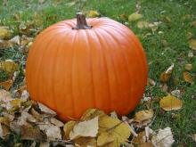 Photo of a pumpkin on fallen leaves