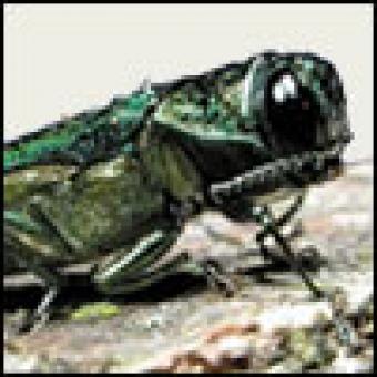 This is the Emerald Ash Borer.