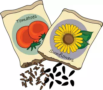 two packets of seeds with seeds coming out for tomatoes and sunflowers