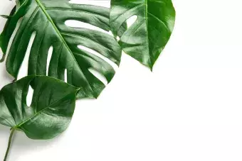 Monstera Leaf