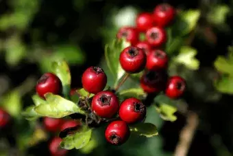 cranberries on stem in a tree