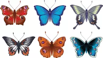 6 colorful butterflies. blue, red, orange, green color variants