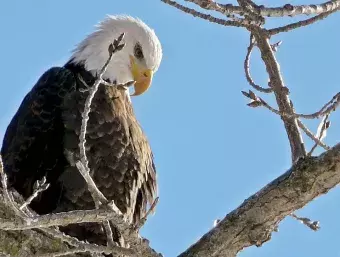 Amer Eagle.jpg