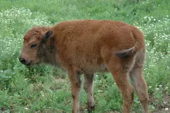 A baby buffalo.