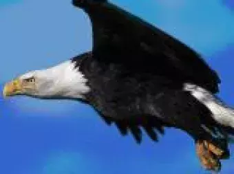 Eagle.JPG