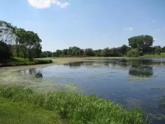 A view from the shore of Blue Grass lake.