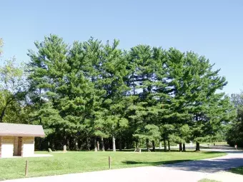 A row of trees in the campground.