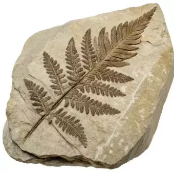 Plant fossil in rock