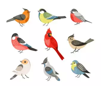 images of colorful birds