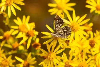 Butterfly drinks nectar from a yellow flower