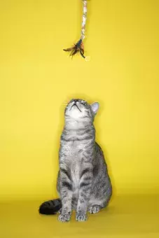 Photo of a cat looking at a toy