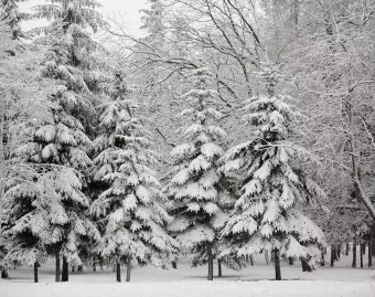 winter trees with snow on and around them and a snowy background