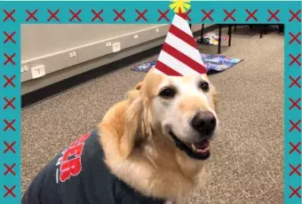 A golden retriever wearing a birthday hat.