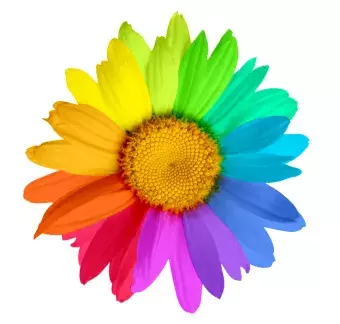 a sunflower with all colors as the petals