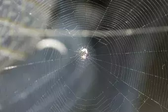 Spider Web Stock Photo