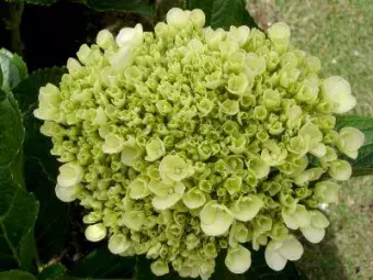 Photo of a Hydrangea