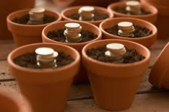 Money planted in pots.