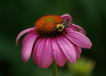 Bee pollinating a coneflower.