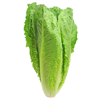 Head of romaine lettuce