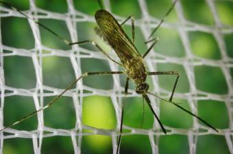 Close up of a mosquito on a screen.