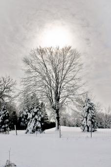 Winter Landscape