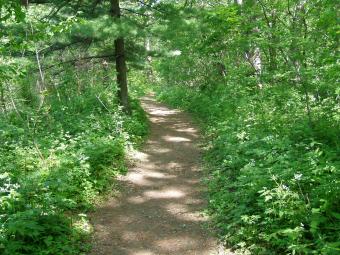 A trail at Wapsi Center.