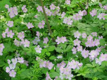 Wildflowers abound.