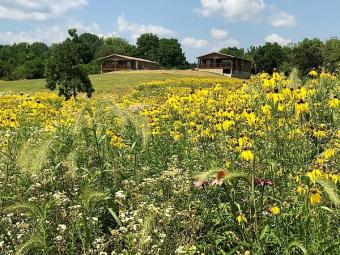 View of the cabins from a hill of blooming wild flowers.