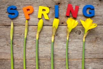 Letters spelling word SPRING with daffodil flowers on wooden background