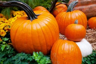 Photo of pumpkins in a field