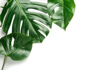 Fresh tropical leaves on white background