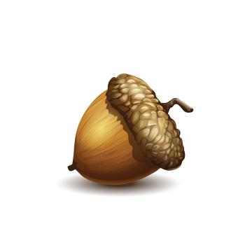 an acorn