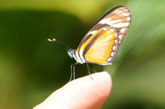 Photo of a Tiger Mimic Butterfly on a Finger