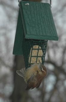 Picture of a Wren eating from a birdfeeder.
