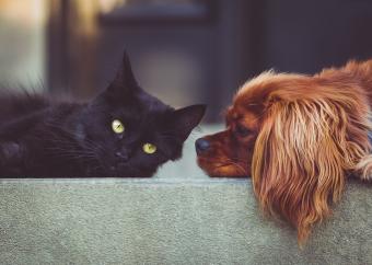 dog and cat laying on step