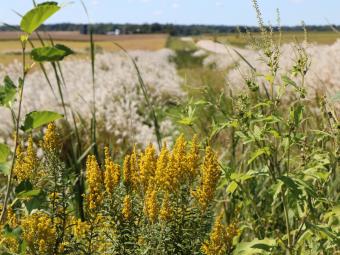 A roadside prairie. 