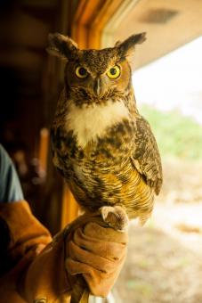 The owl at the Wapsi Center perched on a golved hand.