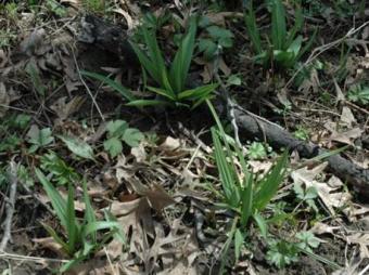 Spring Wild Leek Video at Wapsi Environmental Center.