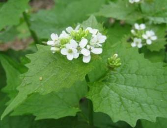 Spring Garlic Mustard Invasive.