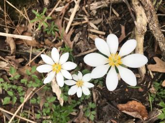 Bloodroot at Wapsi Center.