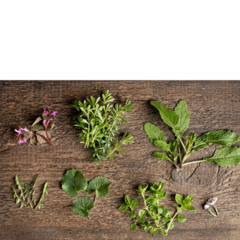 photo of wild edible plants on a wooden background