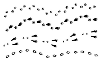 illustrated image of animal tracks