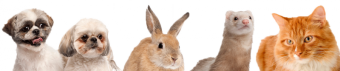 This is a picture of animals.