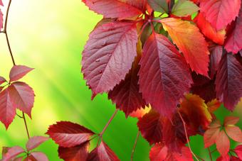 This is red autumn leaves up close.