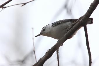 Photo of a White Breasted Nuthatch bird.