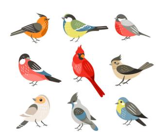image of birds- multicolored