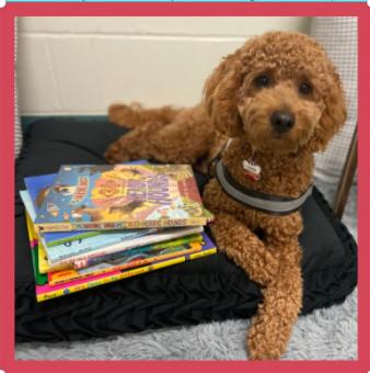 Photo of a puppy sitting next to a pile of picture books.