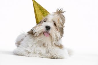white dog wearing a golden, sparkly party hat